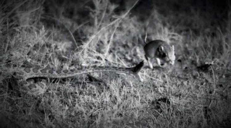 Пустинен плъх се измъква от гърмяща змия (видео)