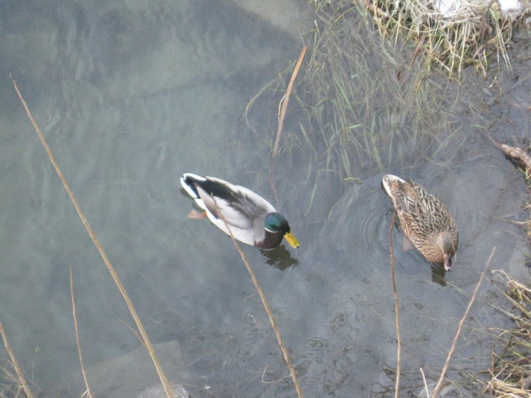Експерти от РИОСВ участваха в ежегодното преброяване на водолюбивите птици