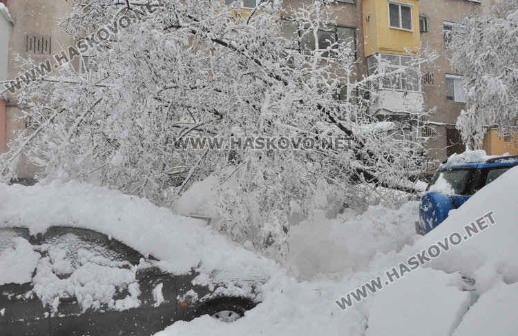 Дърво рухна под тежестта на снега и затисна три коли на “Булаир” 