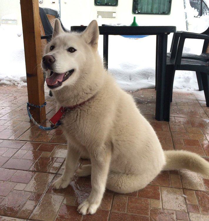 Търсят се стопаните на бяло сибирско хъски, намерено до съда в Хасково 