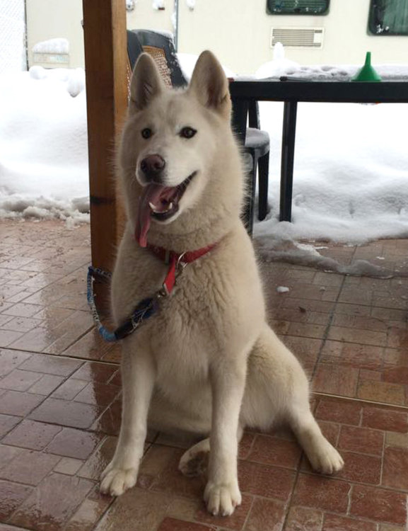 Търсят се стопаните на бяло сибирско хъски, намерено до съда в Хасково 