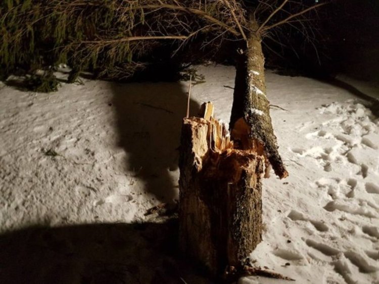 Бор падна върху къща в Брезник, по чудо няма пострадали