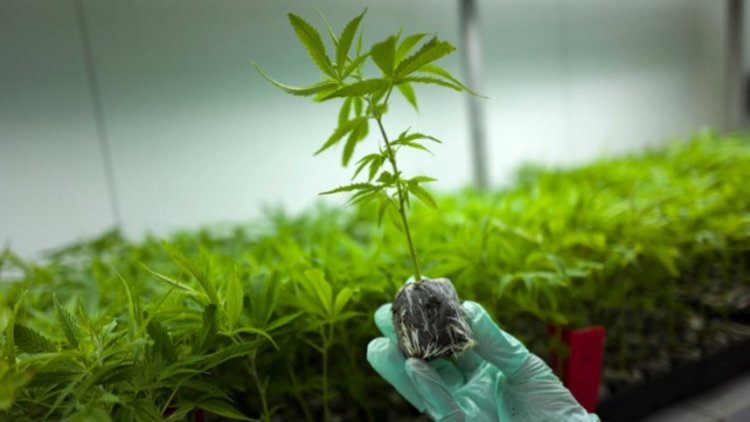 Германия легализира марихуаната с рецепта