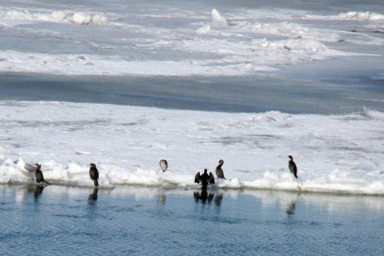 Ловец се удави в Дунав, търсил патица по леда