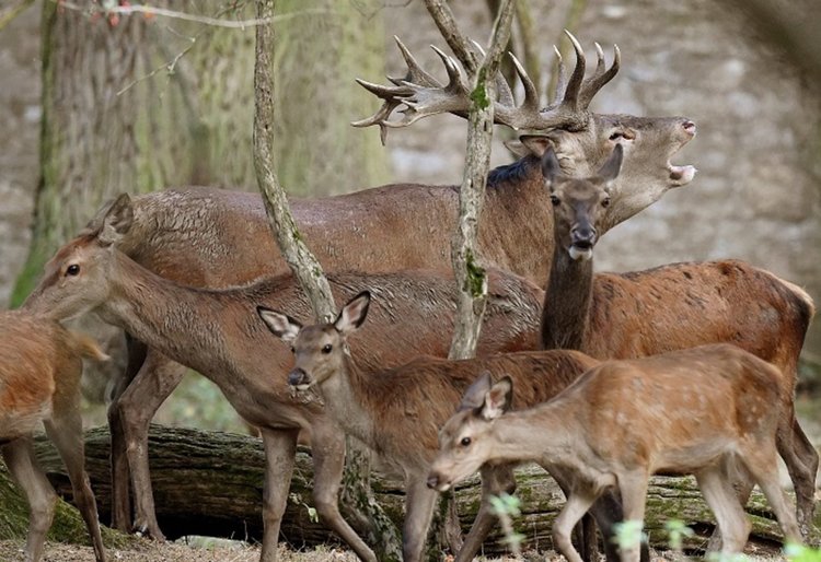 Убиха 10 елена край Чеганци, разследват случая