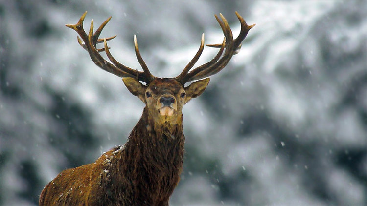 Елените лопатари убити от скитащи кучета в ловно стопанство Чеганци