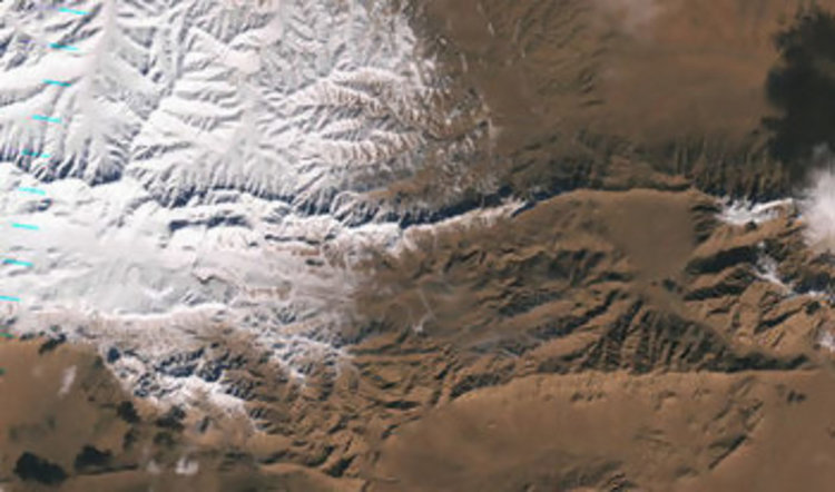 Заселиха в Сахара антилопи, изчезнали в природата