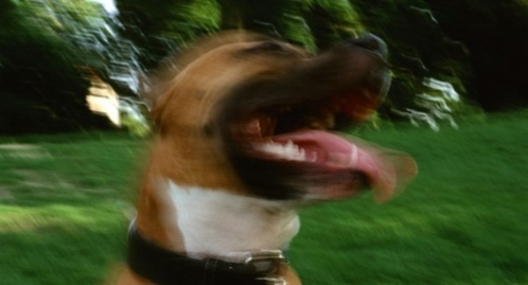 Полицаи "арестуваха" агресивно куче, нахапало стопанина си  