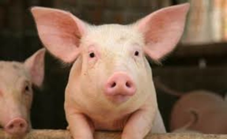 Учени създадоха хибрид между човек и прасе