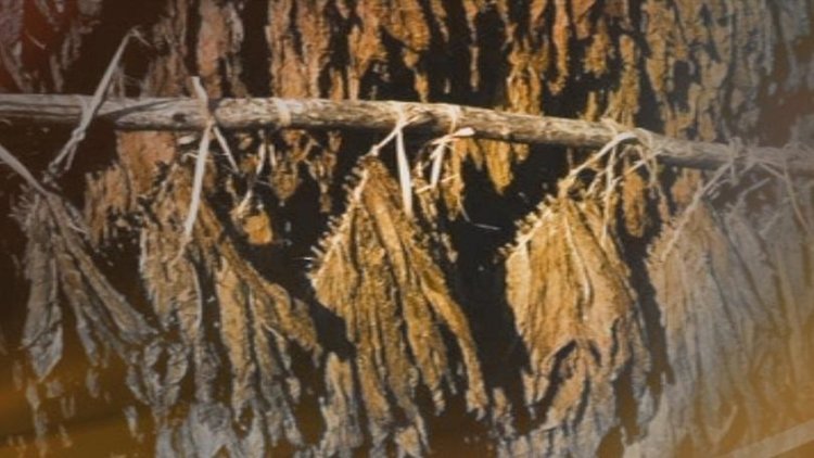 Изкупеният тютюн през 2016-а ще е с 30% по-малко