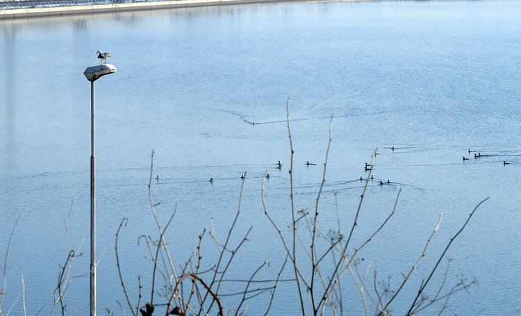 Водното огледало замръзна под Въжения мост,чапловата колония също