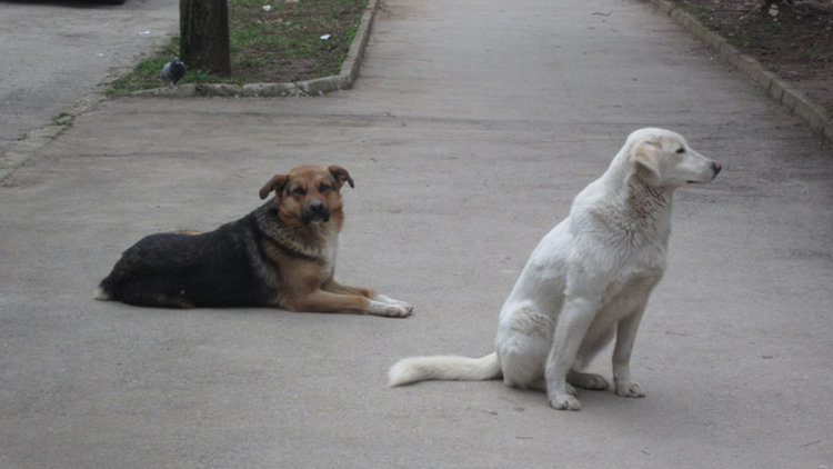 Възможно е изграждане на нов приют за бездомни кучета в Кърджали