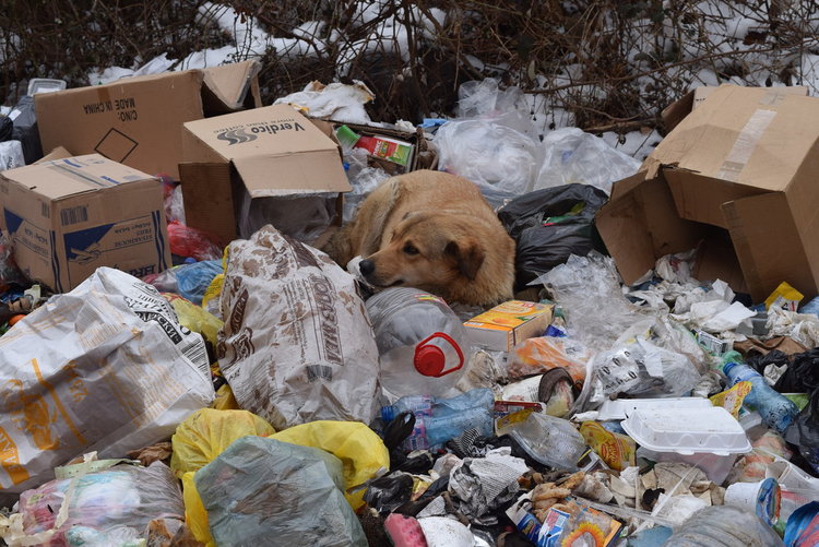 Куче се рови в боклуците