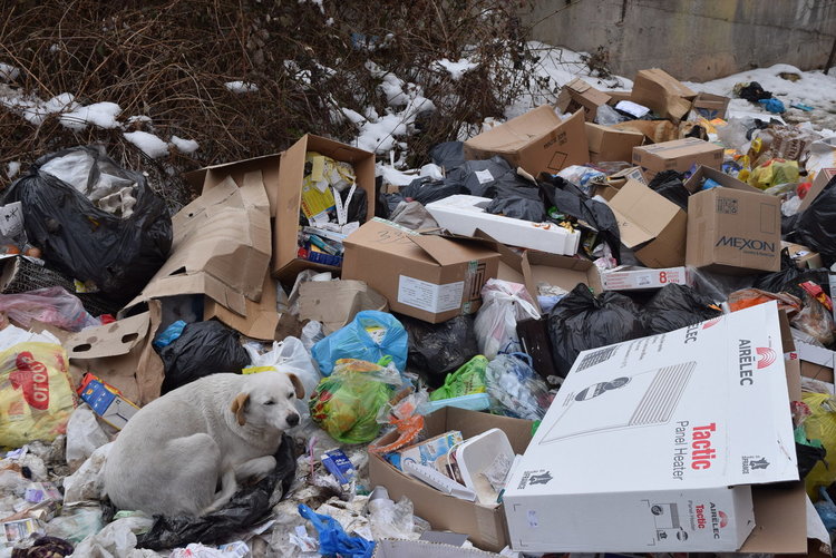 Сметището и неговите обитатели