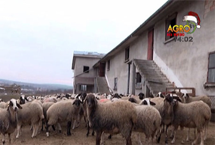 Овцевъдите от Кърджали скочиха на кабинета „Герджиков“,искат да се разпореждат с продукцията си