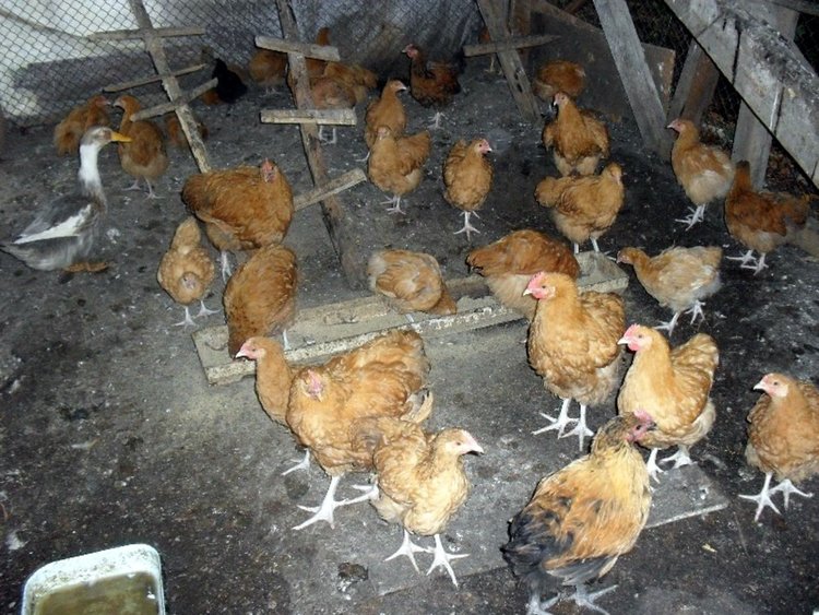 Късо съединение опожари птицеферма в Златоград, изгоряха 45 птици и 30 бали фураж