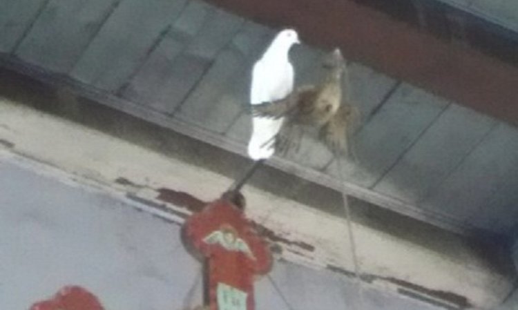 Чудо или не: Бял гълъб кацна на кръста в родна църква