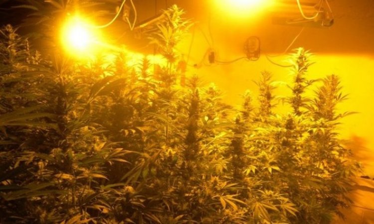 "Разбиха" лаборатория за канабис в Раднево