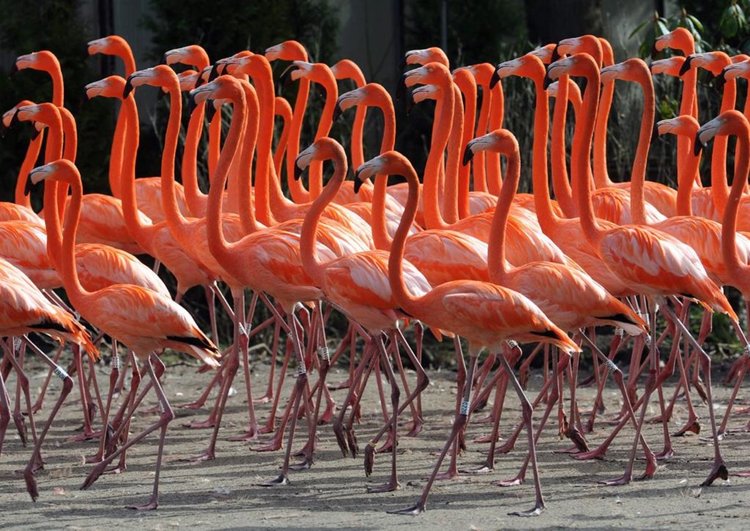 Увеличава се броят на фламингите в язовир Студен кладенец