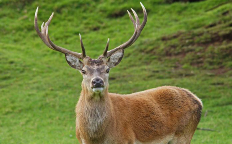 Откриха убит и заровен със сняг благороден елен край Асеновград