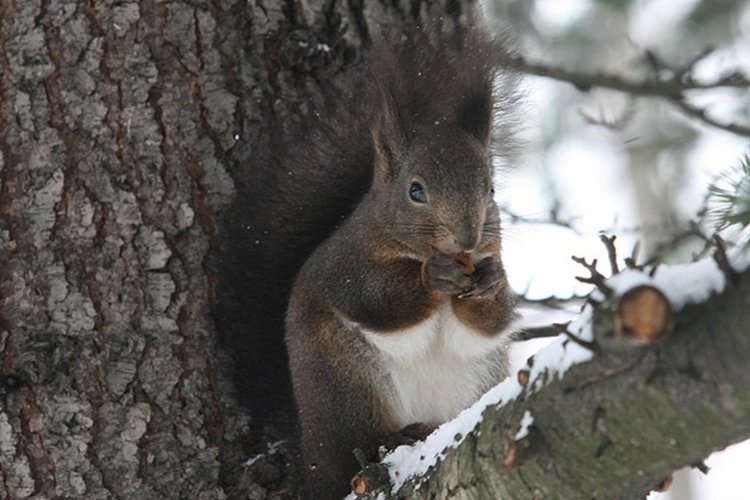 Пролетни температури и дъжд над леда във вторник