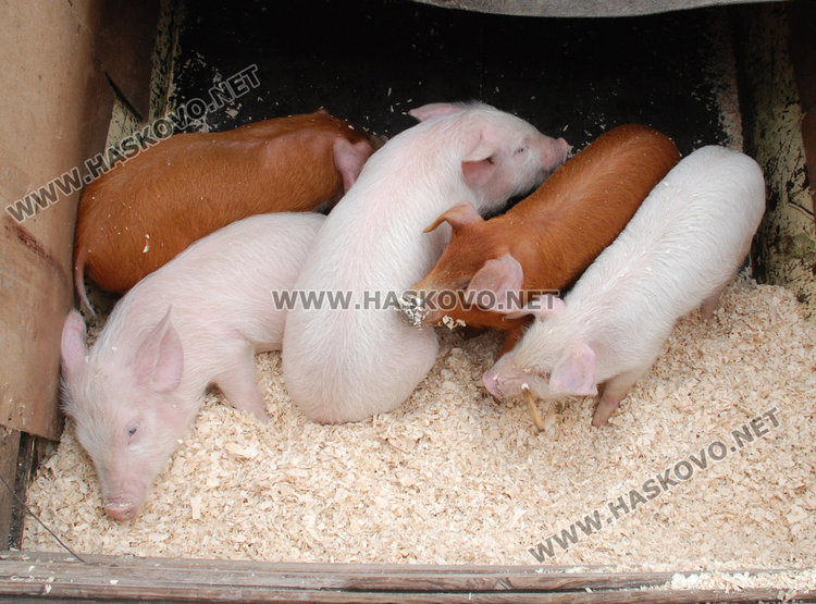 Хасковско прасе натръшка старозагорци с трихинелоза