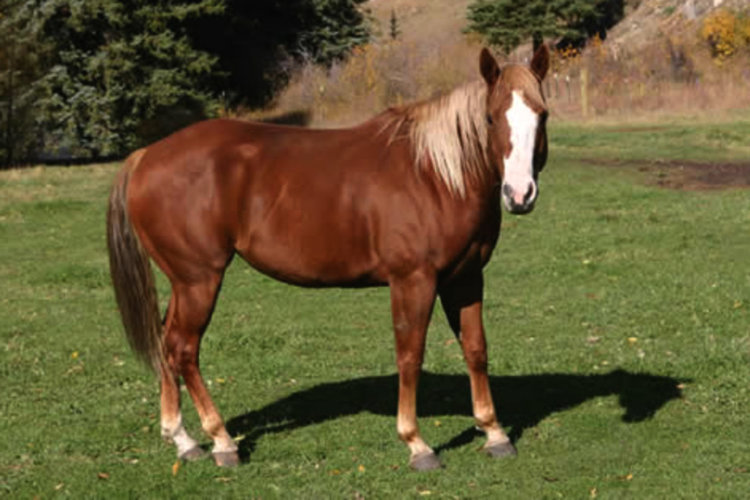 22-годишен в ареста, откраднал кобила