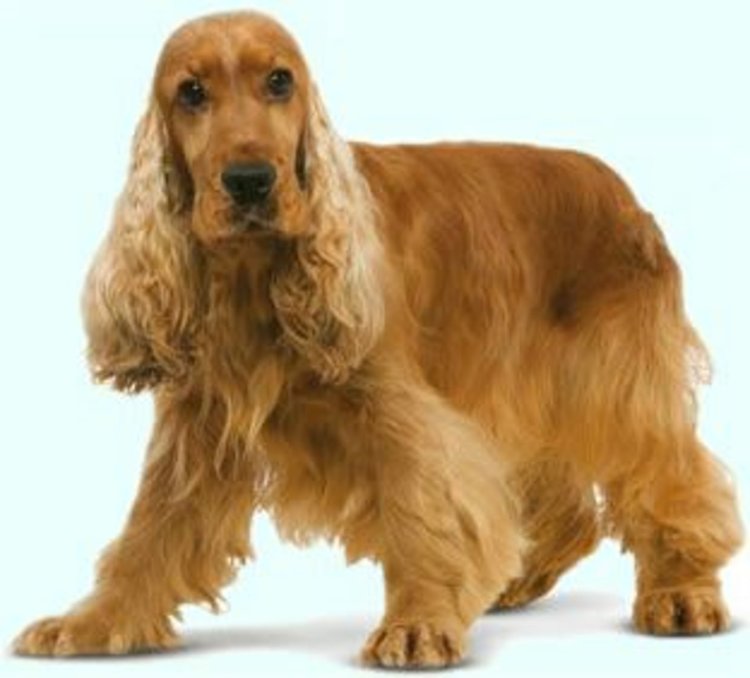 Търси се изгубен кафяв Кокер Шпаньол