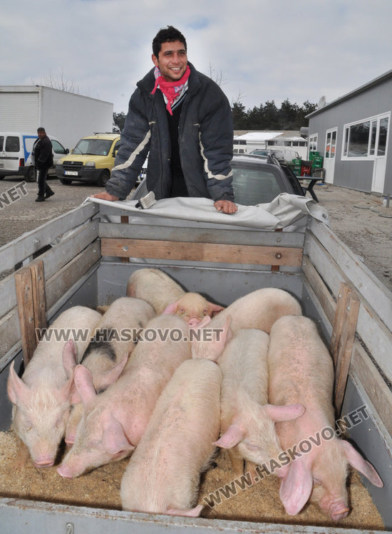 Бик за разплод вилнее на пазара, купувачи го усмиряват с кърпа