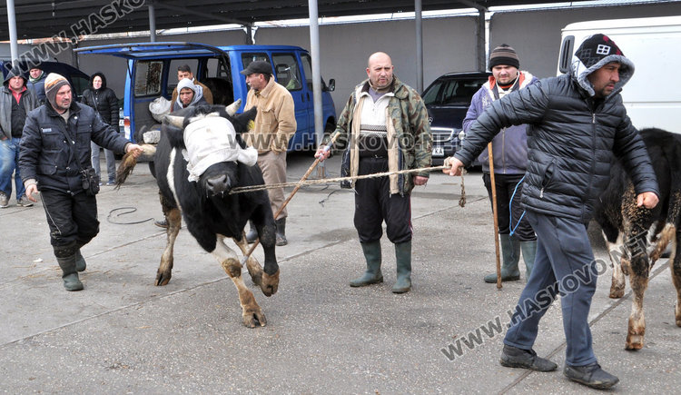 Бик за разплод вилнее на пазара, купувачи го усмиряват с кърпа