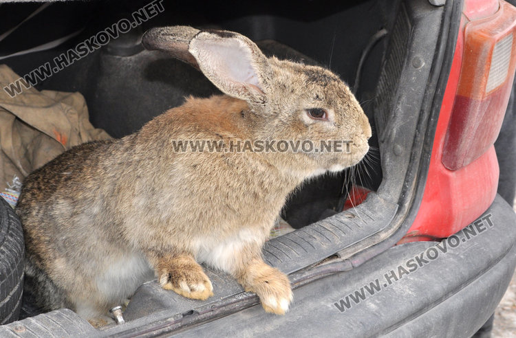 Бик за разплод вилнее на пазара, купувачи го усмиряват с кърпа