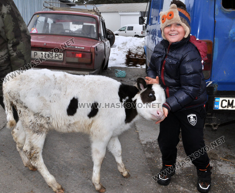 Бик за разплод вилнее на пазара, купувачи го усмиряват с кърпа