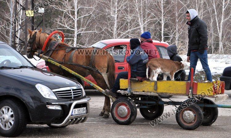 Бик за разплод вилнее на пазара, купувачи го усмиряват с кърпа