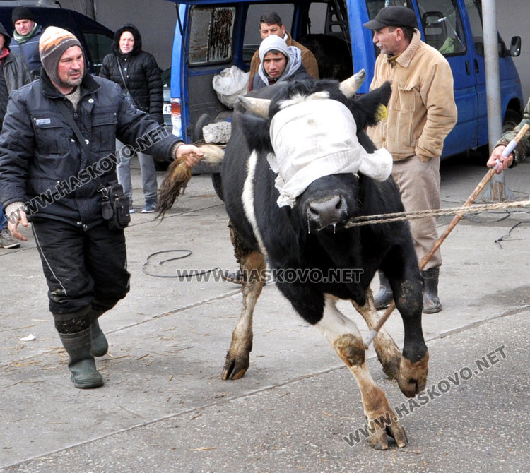 Бик за разплод вилнее на пазара, купувачи го усмиряват с кърпа