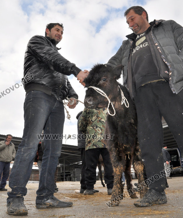 Бик за разплод вилнее на пазара, купувачи го усмиряват с кърпа
