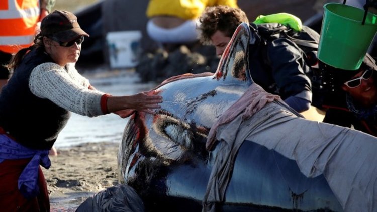 Спасиха 240 кита в Нова Зеландия