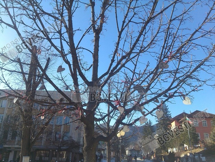 Дърво на любовта "разцъфна" в центъра на Смолян