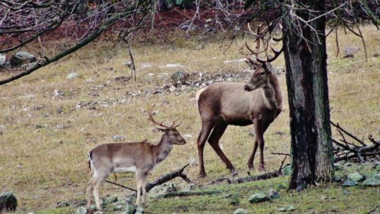 Благородни елени намериха нов дом в Източните Родопи