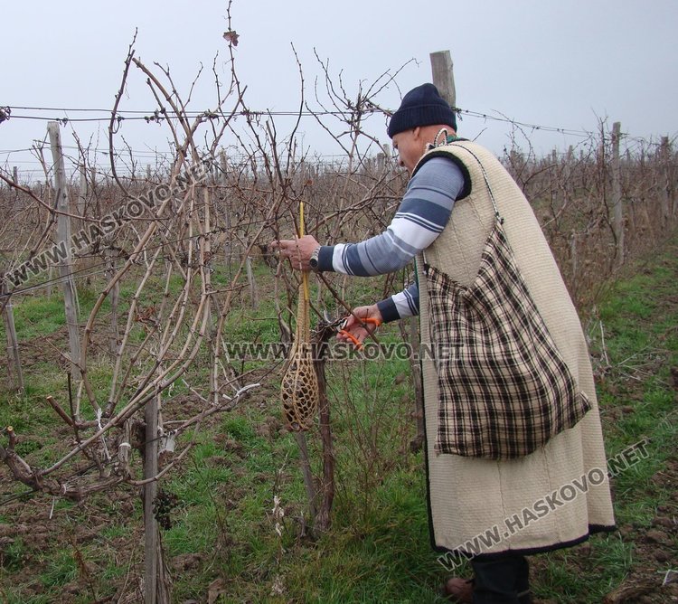 Трифон Зарезан ще отбележат днес в община Димитровград.- снимка -архив