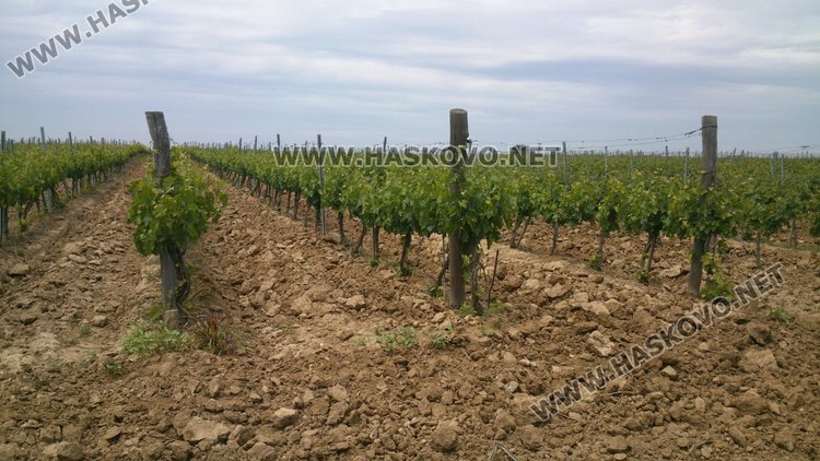 Хасковска област е трeта по винени масиви и втора по винпроми