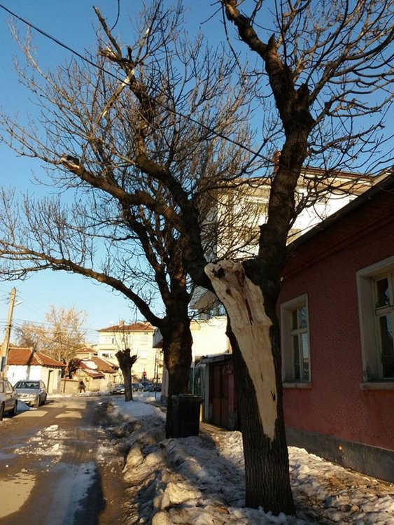 Неокастрени навреме дървета причиниха инцидент на "Яворов" 