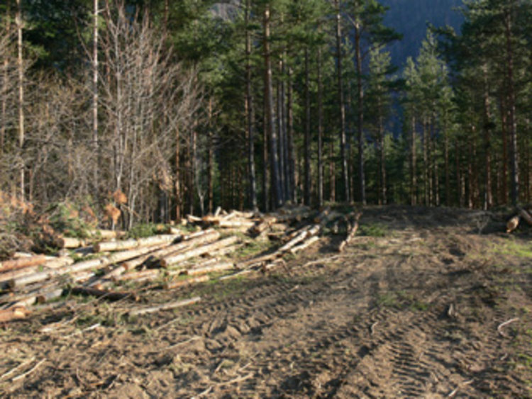 Разследват незаконна сеч на 110 дървета