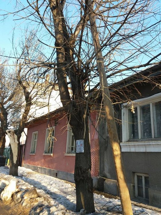 Неокастрени навреме дървета причиниха инцидент на "Яворов" 