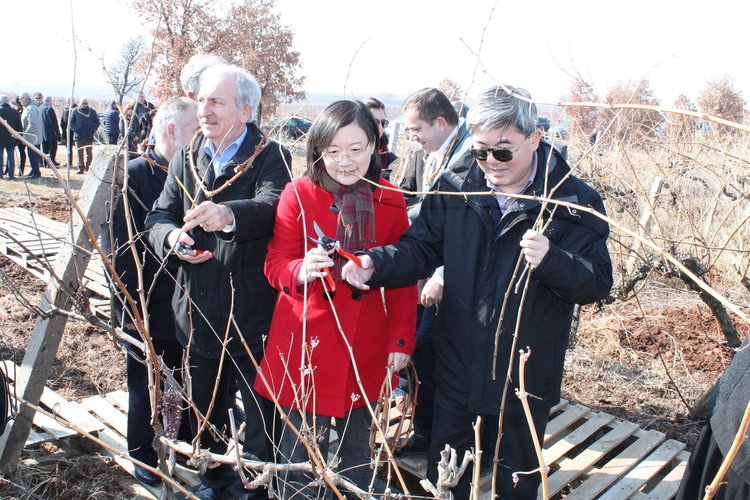 Областният управител, дипломати и бизнесмени заразяха лозята край Коларово