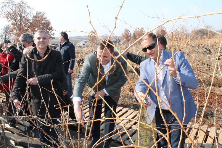 Областният управител, дипломати и бизнесмени заразяха лозята край Коларово
