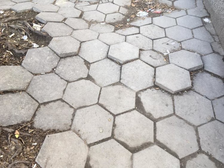 Корени на дървета изяждат тротоарите на асеновградските улици