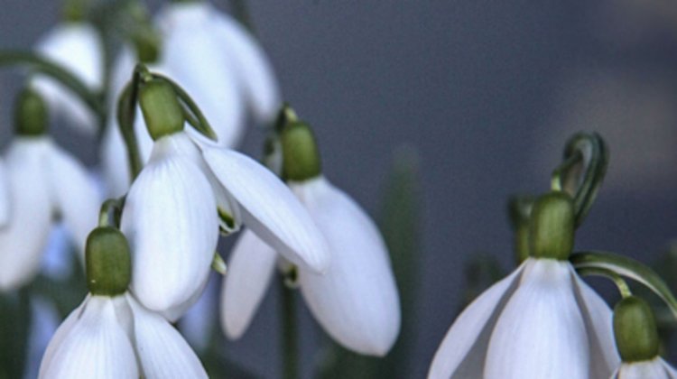 Чака ни пролетен ден с температури до 16 градуса