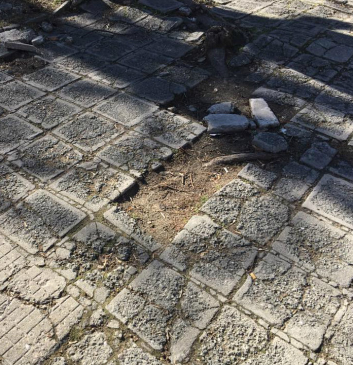 Корени на дървета изяждат тротоарите на асеновградските улици