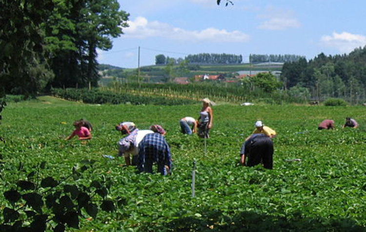 Португалци търсят берачи на малини и къпини, интервютата с одобрените - по Скайп