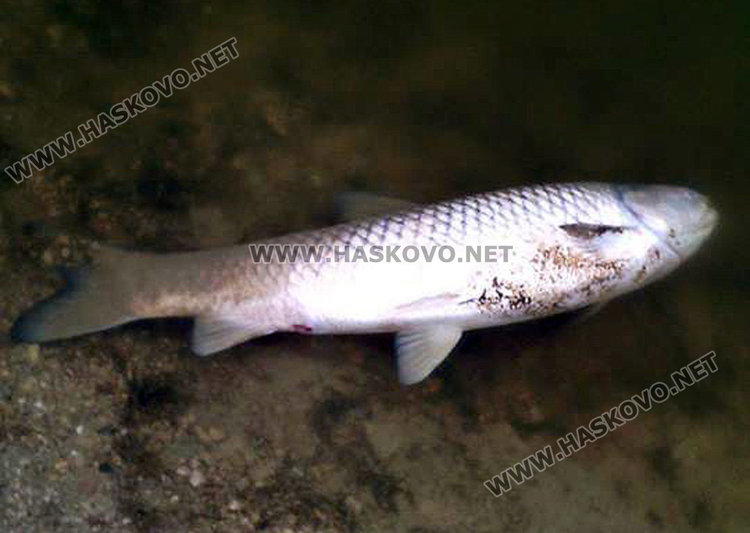 Читател сигнализира за стотици измрели риби във водоем край Хасково